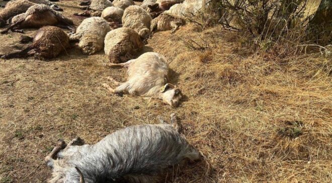 Otlatmak için araziye çıkardı! 36’sını birden kaybetti