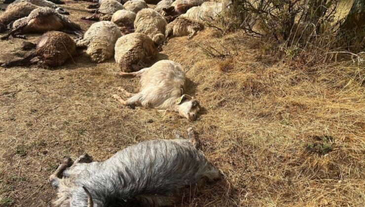 Otlatmak için araziye çıkardı! 36’sını birden kaybetti