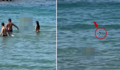 İzmir’de gergin anlar! Yılanı görenler denizden hemen dışarı çıktı