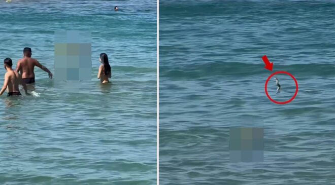 İzmir’de gergin anlar! Yılanı görenler denizden hemen dışarı çıktı