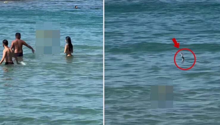 İzmir’de gergin anlar! Yılanı görenler denizden hemen dışarı çıktı
