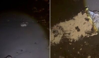 Sahile vuran çuvalların içinden çıkanlar hayret verici
