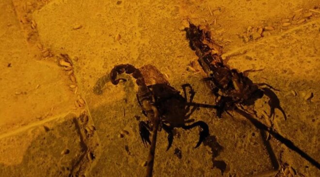 Sıcaklıklar arttı, istila başladı