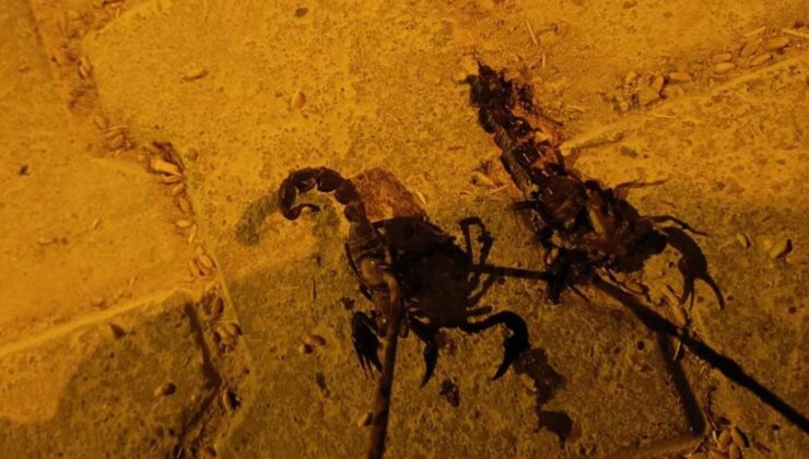 Sıcaklıklar arttı, istila başladı