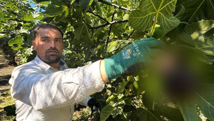 “Siyah İnci” hasadı başladı: İngiliz Kraliyet Ailesi’nin vazgeçilmezi