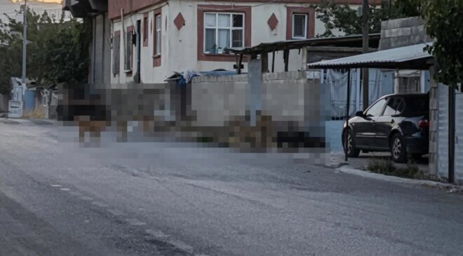 Gaziantep’te tedirgin eden görüntü: Başıboş sokak köpekleri adeta mahalleyi ele geçirdi