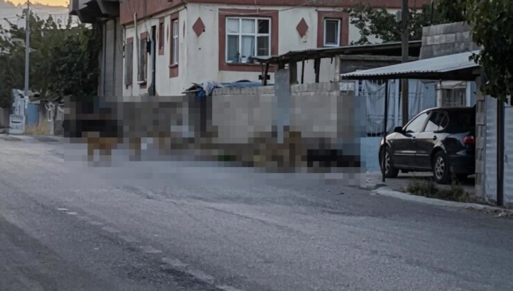 Gaziantep’te tedirgin eden görüntü: Başıboş sokak köpekleri adeta mahalleyi ele geçirdi