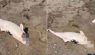 Boğazda kıyıya vuran yunuslar halkı tedirgin etti