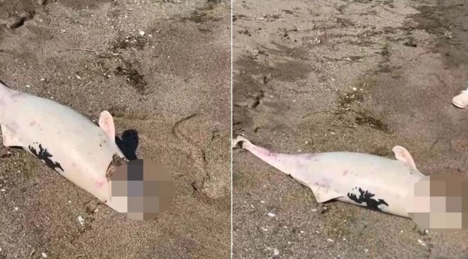 Boğazda kıyıya vuran yunuslar halkı tedirgin etti