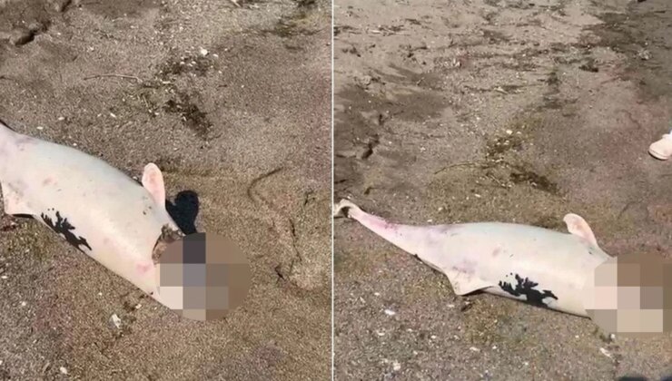 Boğazda kıyıya vuran yunuslar halkı tedirgin etti