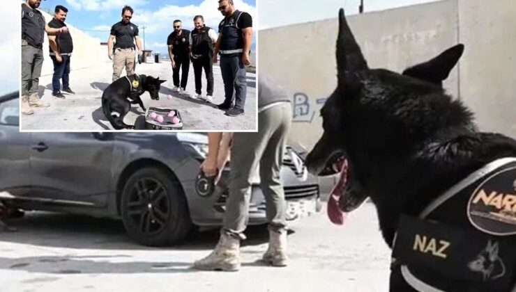 Erzincan’da narkotik köpek Naz emekli oldu
