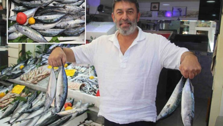 Palamut bolluğu tezgahlara yansıdı: 600 gram balık 100 TL