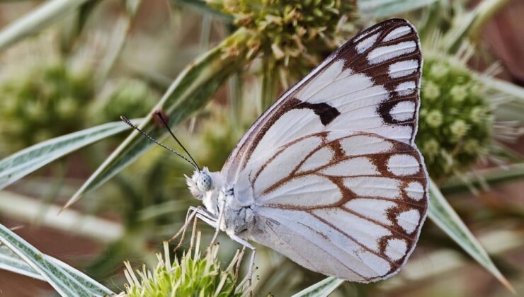 Bitlis’te ilk kez görüntülendi! Beyaz Öncü, güzelliğiyle adeta büyülüyor