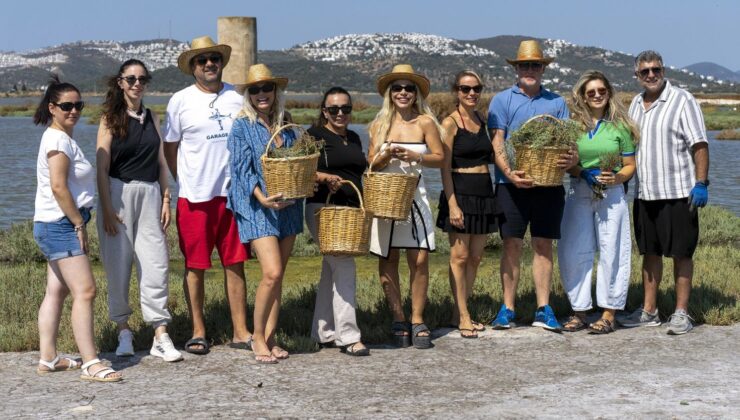 Bodrum’da deniz börülcesi hasadı sofraya taşındı