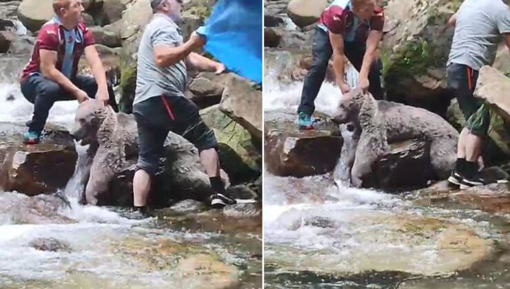 Derede kayalıklar arasına sıkışan bozayıyı mahalleli kurtardı