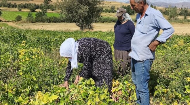 Coğrafi işaretli beyaz kuru fasulye hasadı başladı: Bu lezzet servet değerinde