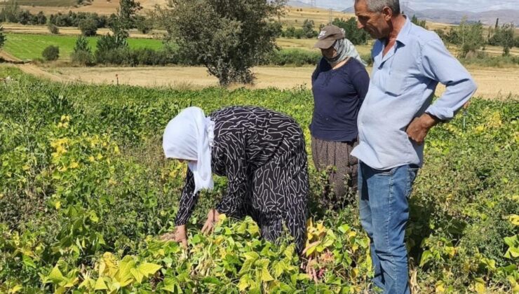 Coğrafi işaretli beyaz kuru fasulye hasadı başladı: Bu lezzet servet değerinde