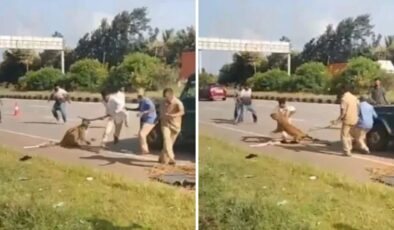 Dehşet anları kamerada! Yaralı Leopar kurtarma ekibine saldırdı