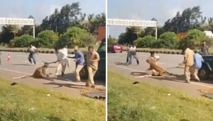 Dehşet anları kamerada! Yaralı Leopar kurtarma ekibine saldırdı
