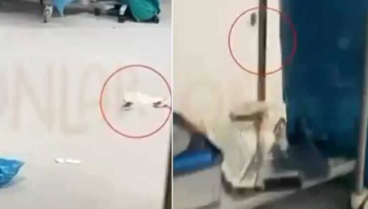 Görüntüler İstanbul’daki hastanenin ameliyathanesinden! Hasta masadayken fareler dolaştı