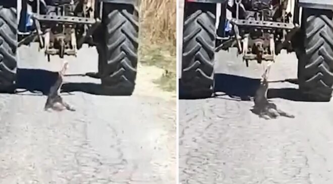 Köpeği traktöre bağlayarak sürükledi
