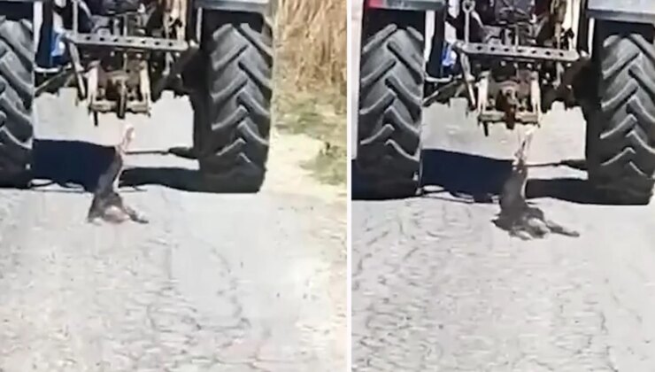 Köpeği traktöre bağlayarak sürükledi