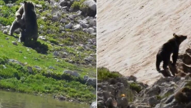 Yazın ortasında karda kayıp oynayan 2 ayı kameralara yansıdı