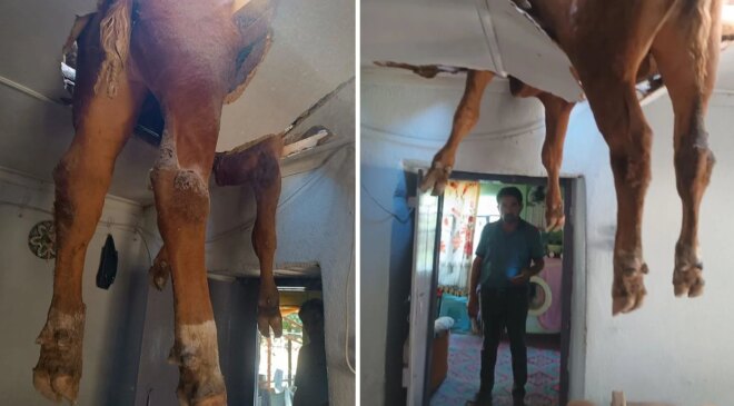 Nazilli’de çatıya düşen dana kurtarıldı