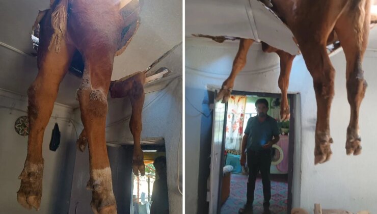 Nazilli’de çatıya düşen dana kurtarıldı